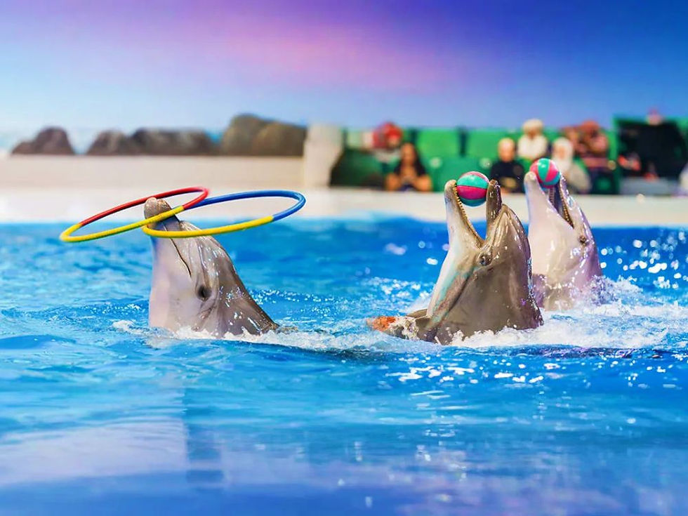 Dubai Dolphinarium VIP Dolphin & Seal Show Family Experience Gift Voucher