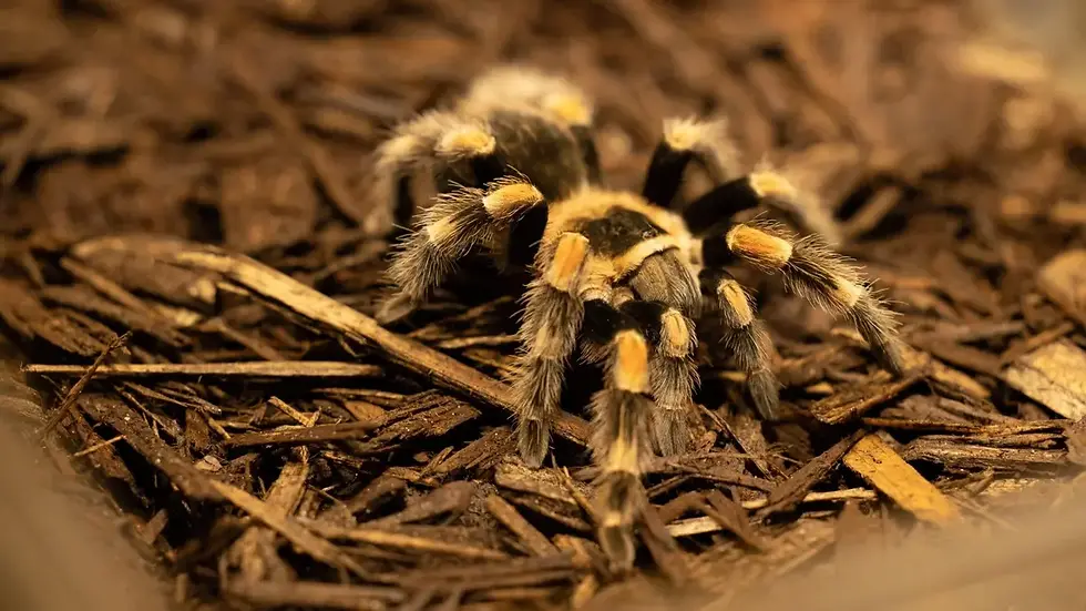 Thumbnail: The Green Planet for Two Gift Voucher