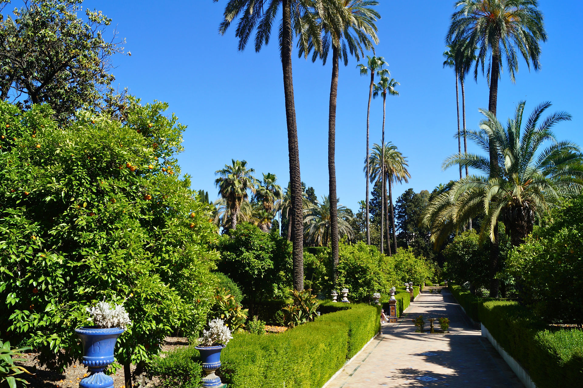 Sonnige Palmenallee in einem Garten
