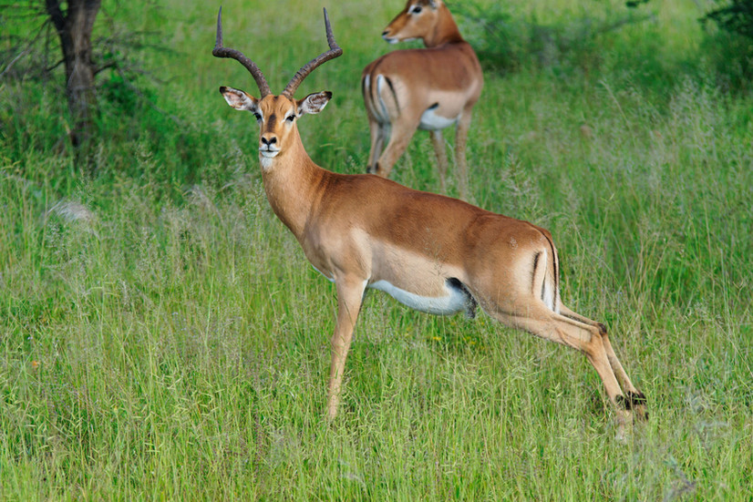 Impalas