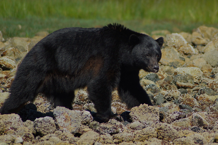 Vancouver Island - Bär