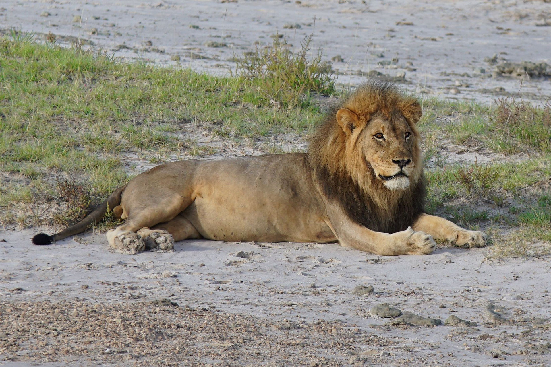 Löwe im Etosha NP