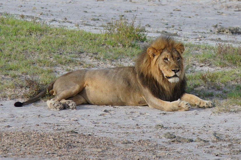 Löwe im Etosha NP