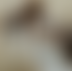 Shelties at the beach