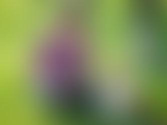 Shelties in Stories: Fiction Books for Sheltie Lovers