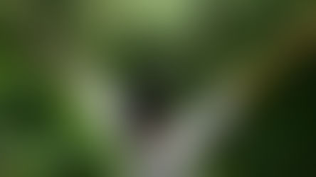 WHAT CAN A CHIROPRACTOR IN FAIRLIGHT NSW HELP WITH?