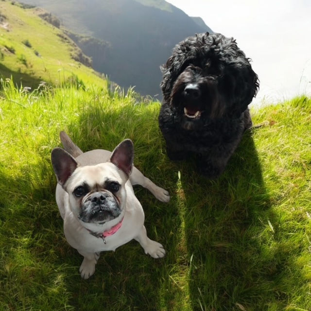 Annie the Frug and Maverick the Cockerpoo