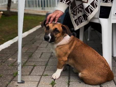 Terceiro mutirão de castração atende mais de 110 cães e gatos em Luiz Alves