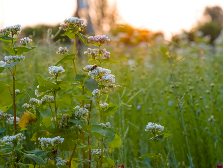 Un bouquet par jour pendant une semaine – Jour 3