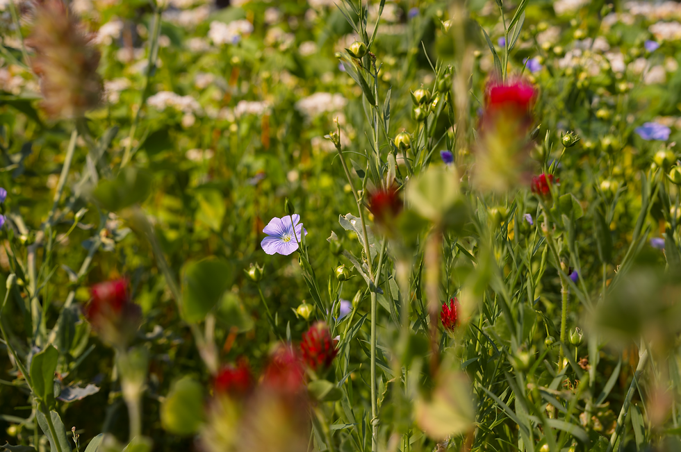 Un bouquet par jour pendant une semaine – Jour 4