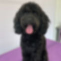 dog2.jpg
