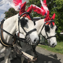 White horses with red feathers