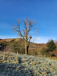 Cleared commercial site showing pruned trees on a hill