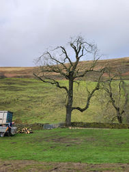Large Ash Dieback Tree in a field