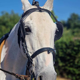 White horse with red feather