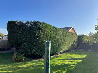 Hedge trimmed