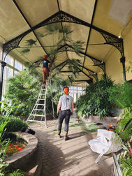Tree pruning and pollarding