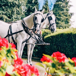 Stunning white horses