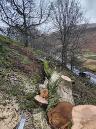 Woodland area cleared of heavy brush and debris
