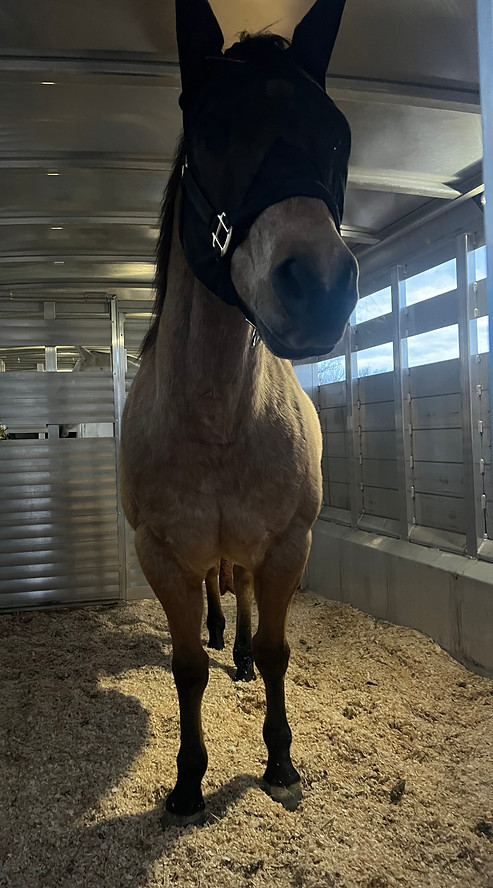 horse in box stall