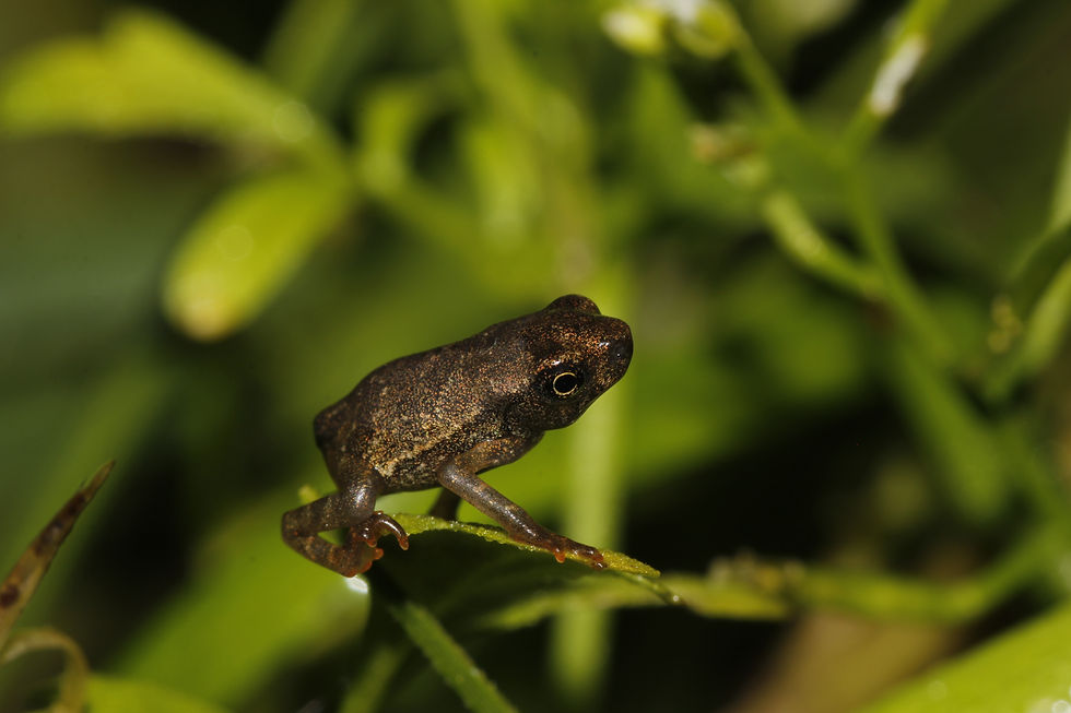 Un juvenil de Atelopus tricolor, una señal rara y esperanzadora de la reproducción exitosa de la especie en la naturaleza. Foto de Gabriel Callapa.