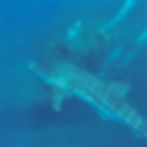 Whale shark