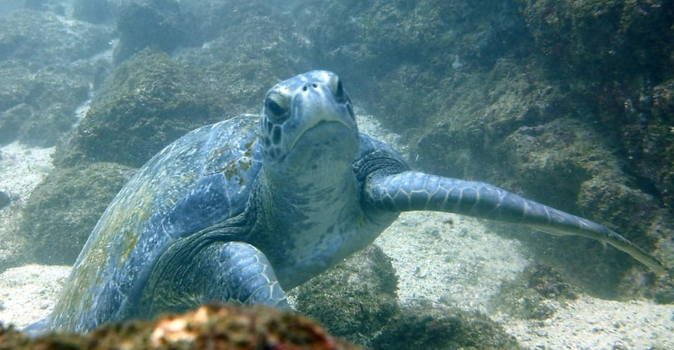 Tortuga en Catalinas