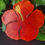 Miniature : Barrette Hibiscus