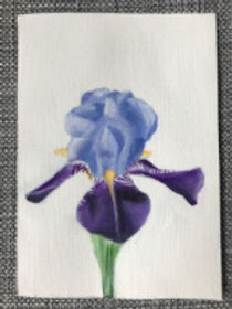 iris_edited_edited_edited_edited_edited_