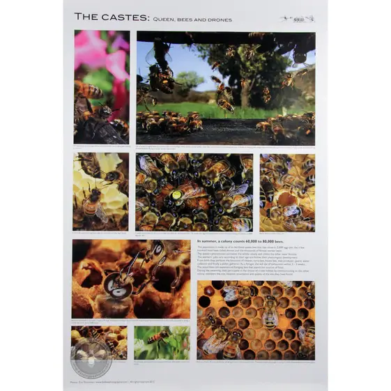 Click to expand Beekeeping Poster | Set of 5 Beekeeping Poster | Set of 5 B