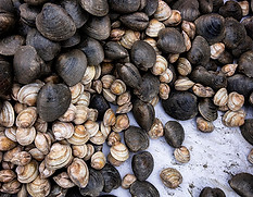 clams on deck.jpg
