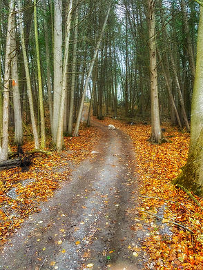 Dirt path winding through autumn trees journey in nature's beauty.