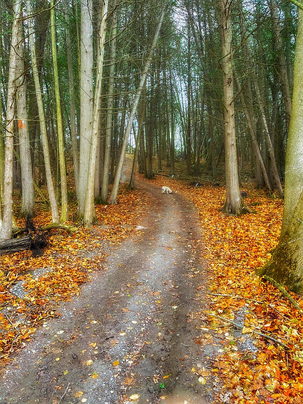 Dirt path winds through fall forest, surrounded by tall trees and leaves.