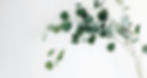 Eucalyptus branches