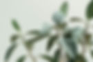 Green houseplant leaves against a light background