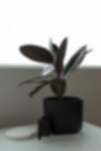 Rubber plant with dark leaves in a black pot