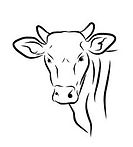 angus beef