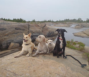 Four dogs sitting together on rocks near a body of water in nature.