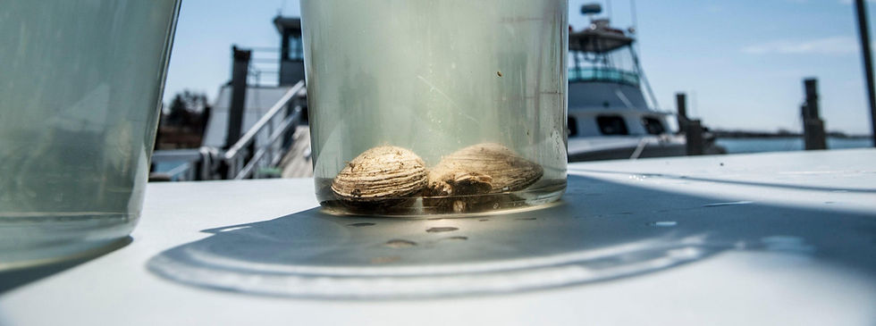 2013_Clams as filter feeders (1)_edited.jpg