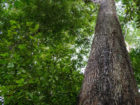 O futuro da gestão de risco: como a tecnologia está transformando o setor