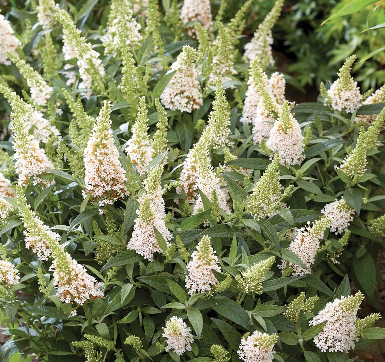 Butterfly Bush Pugster White 3