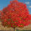 Thumbnail: Maple October Glory 3.5"