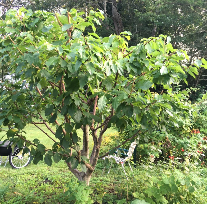 Thumbnail: Fruit Tree Black Tartarian #5