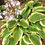 Thumbnail: Hosta Frozen Margarita