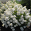 Thumbnail: Hydrangea Bobo 3PW