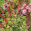 Thumbnail: Sedum Hens & Chicks #1