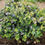 Thumbnail: Fruit Shrub: Bluecrop Blueberr