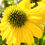 Thumbnail: Coneflower Mellow Yellows