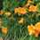 Thumbnail: Daylily Muana Loa