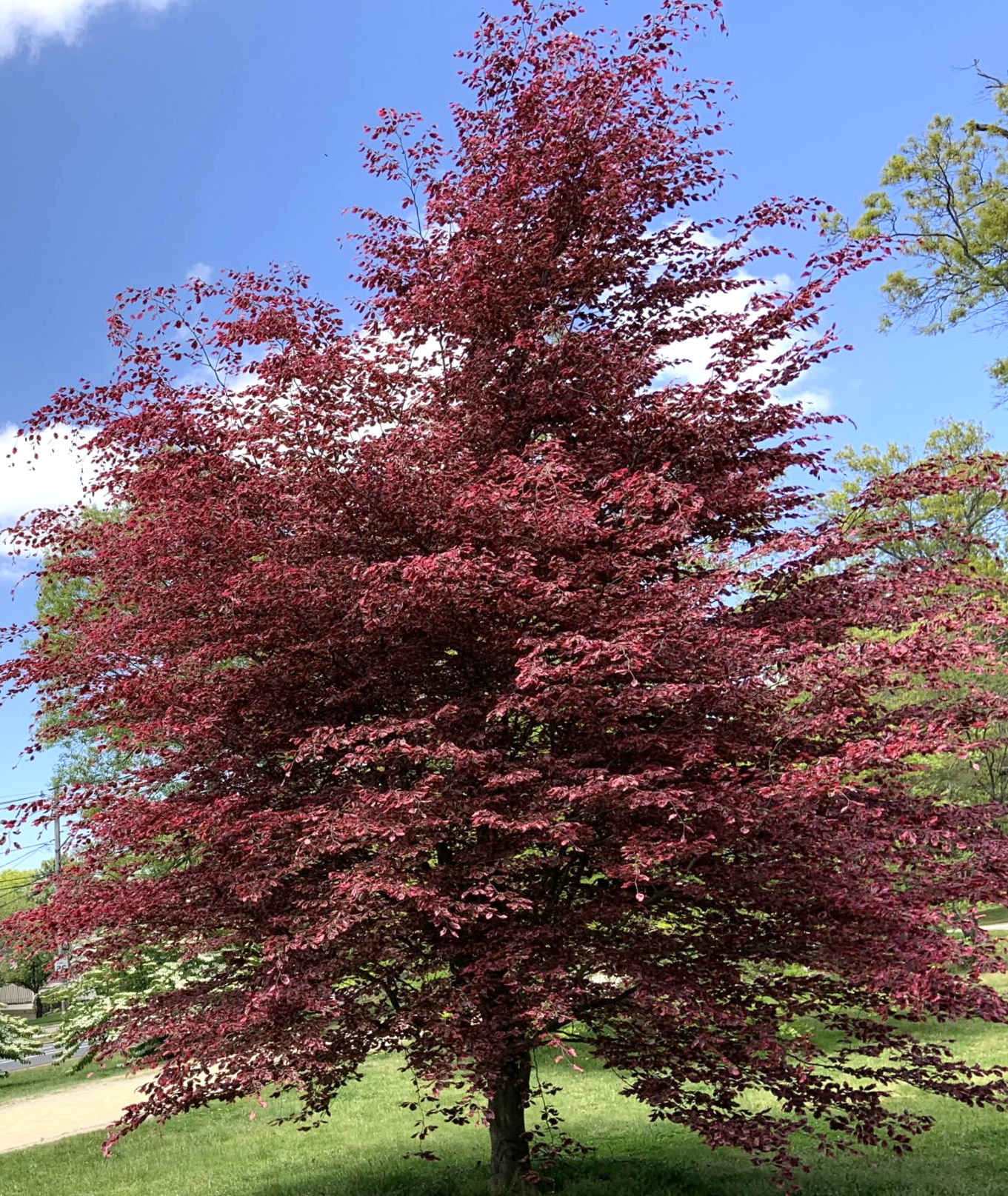 Beech Tri-Color 7-8'